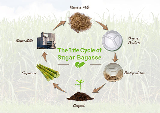 Life cycle of Bagasse.